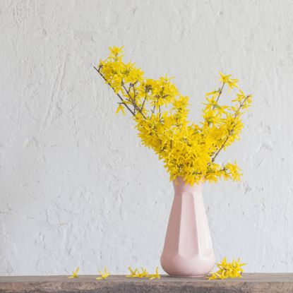 Forcing forsythia in vase
