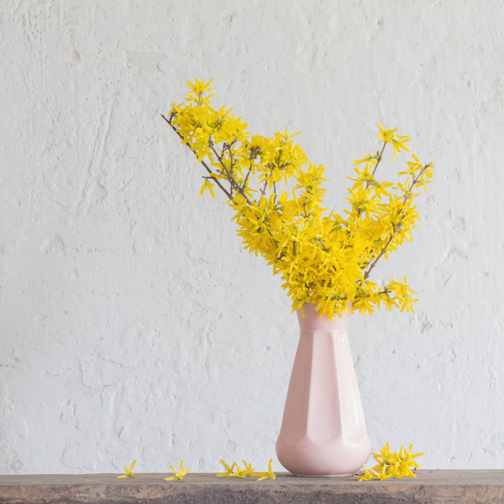 Forcing forsythia in vase