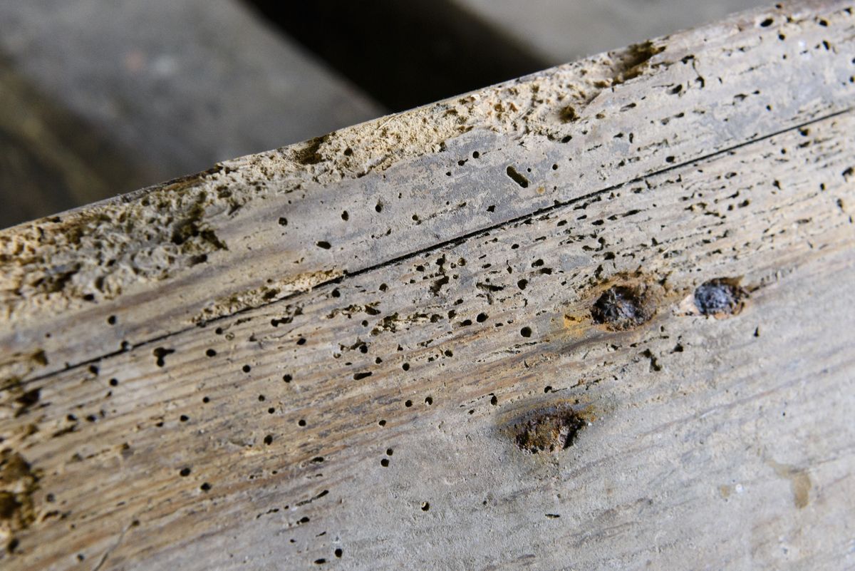 How to get rid of woodworm | Real Homes