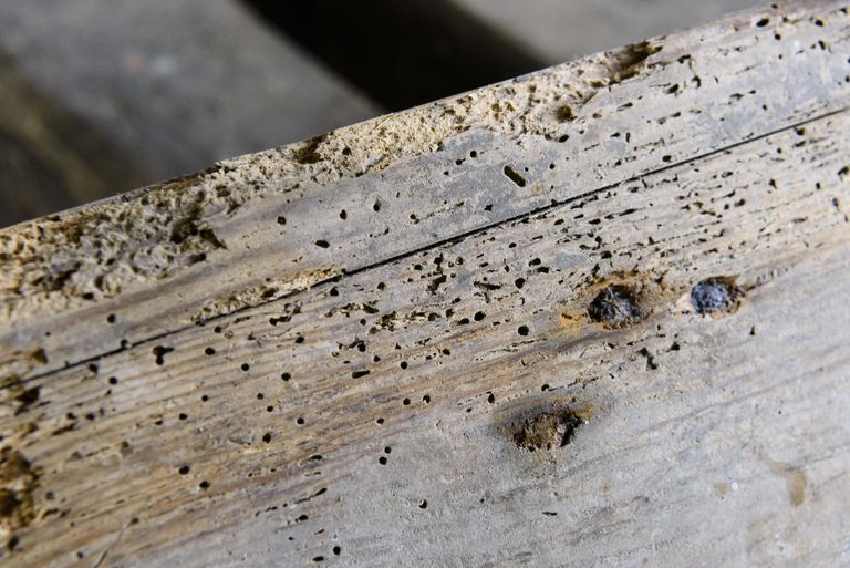 How to get rid of woodworm - Woodworm in timber by Getty Images