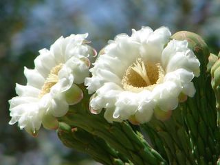sd-19-saguaro-blooms-110512