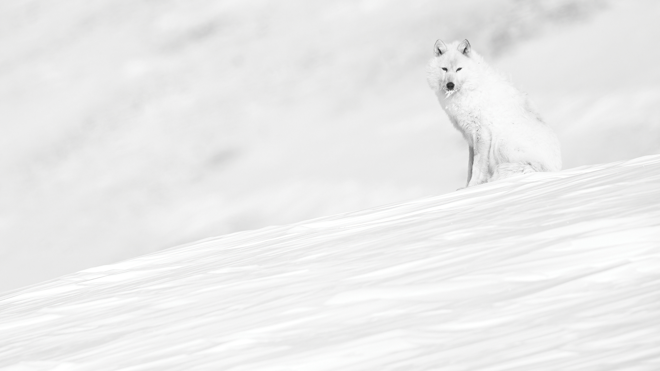 A solitary Arctic fox sits on a snowy landscape, its white fur blending with the soft, muted winter background