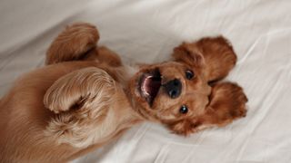 Cocker spaniel puppy with mouth open