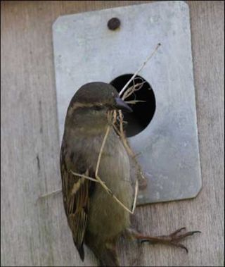 house sparrow nest box