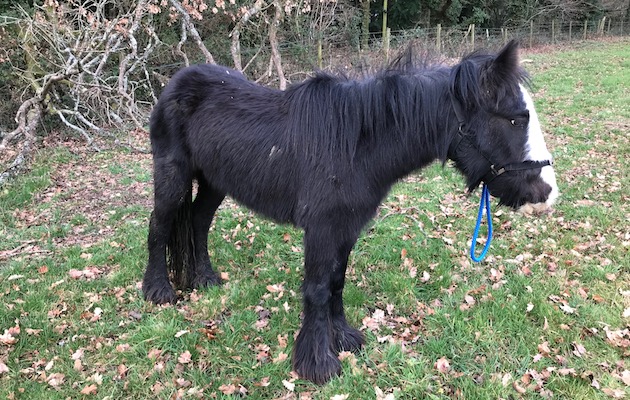 Filly1.jpg
