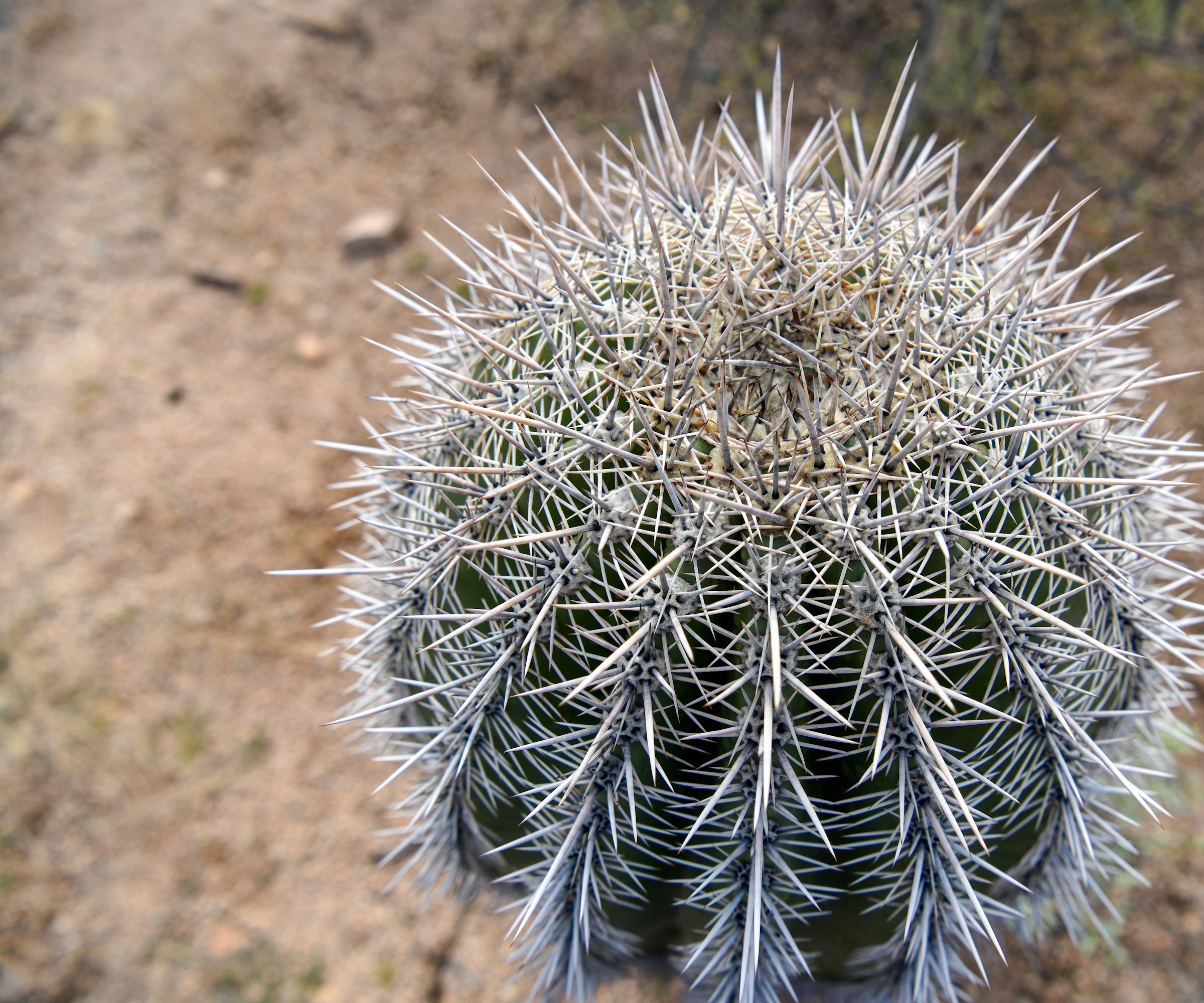Saguaro Cactus