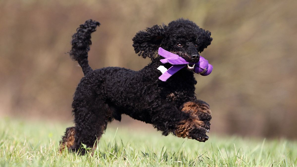 Toy poodle (one of the small dog breeds that don’t shed) running with toy in mouth