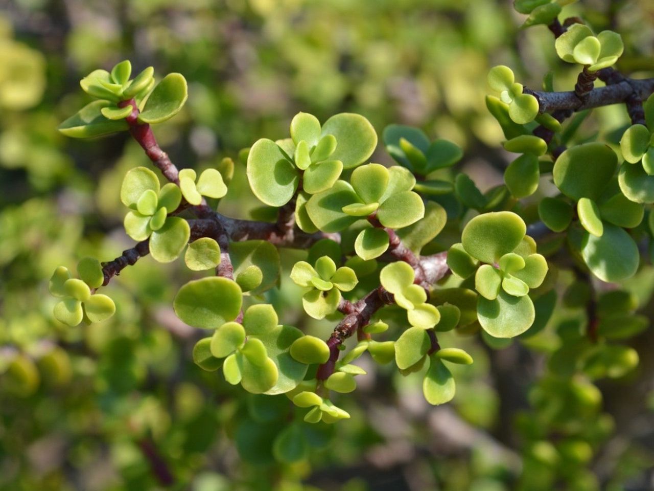 Close up of elephant bush leaves