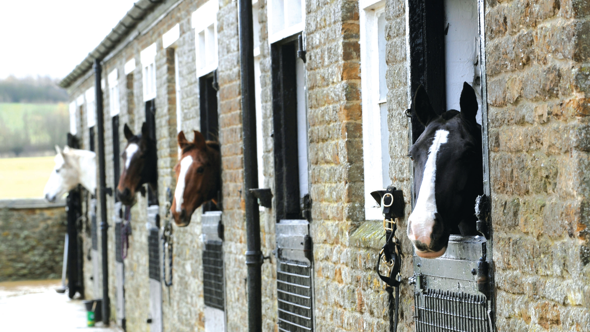 horses in a stone stable block