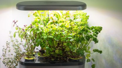 hydroponic herb gardening