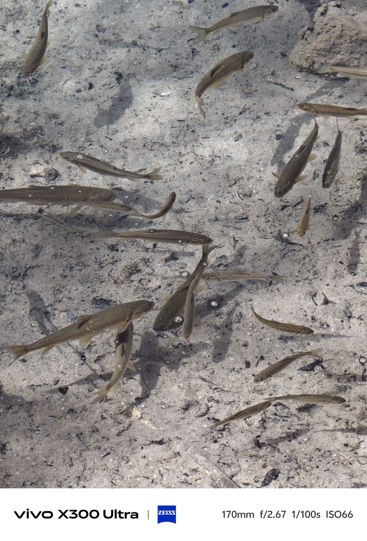 Overhead shot of numerous slender brown trout swimming over a light-colored, pebbly lake bed.