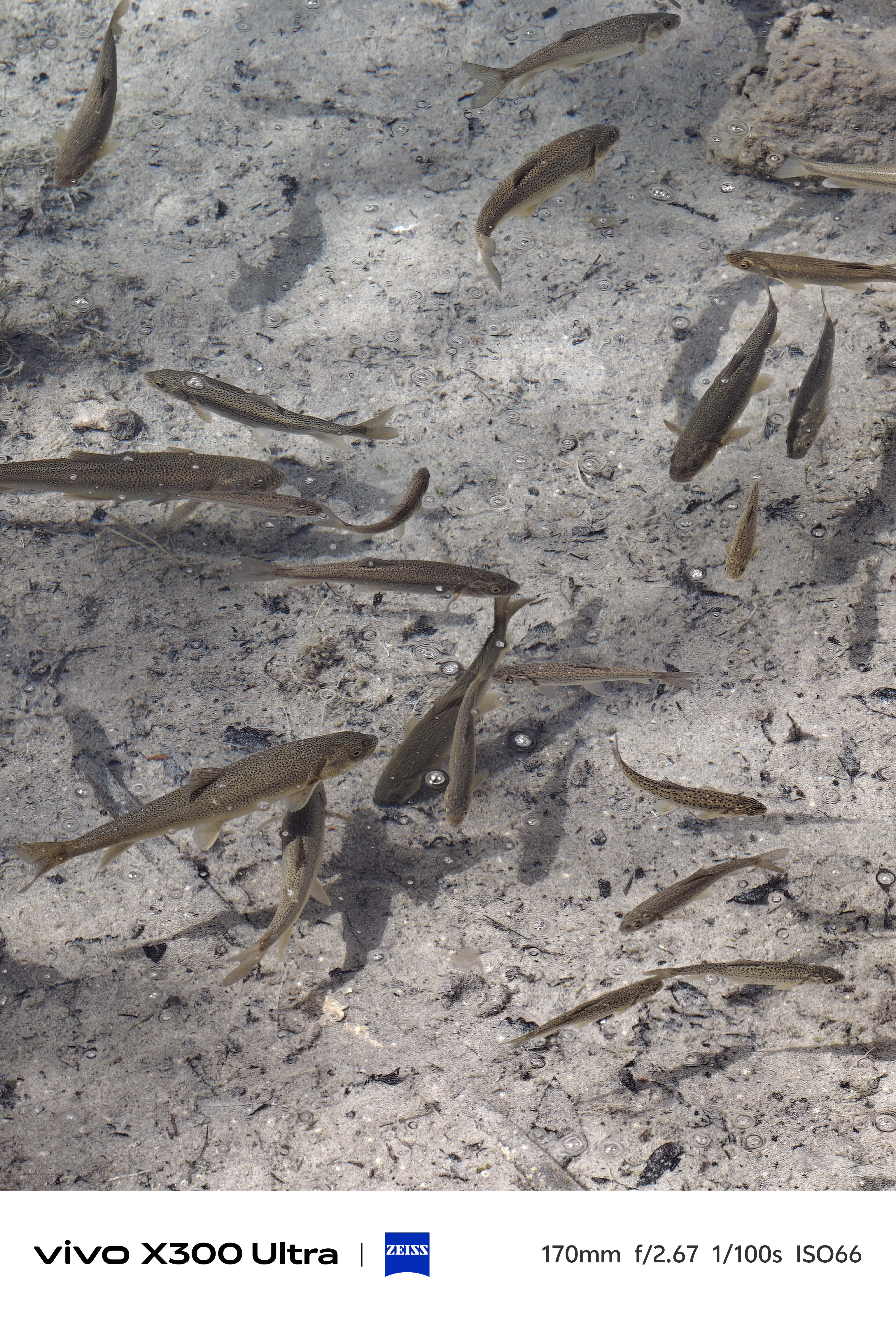 Overhead shot of numerous slender brown trout swimming over a light-colored, pebbly lake bed.