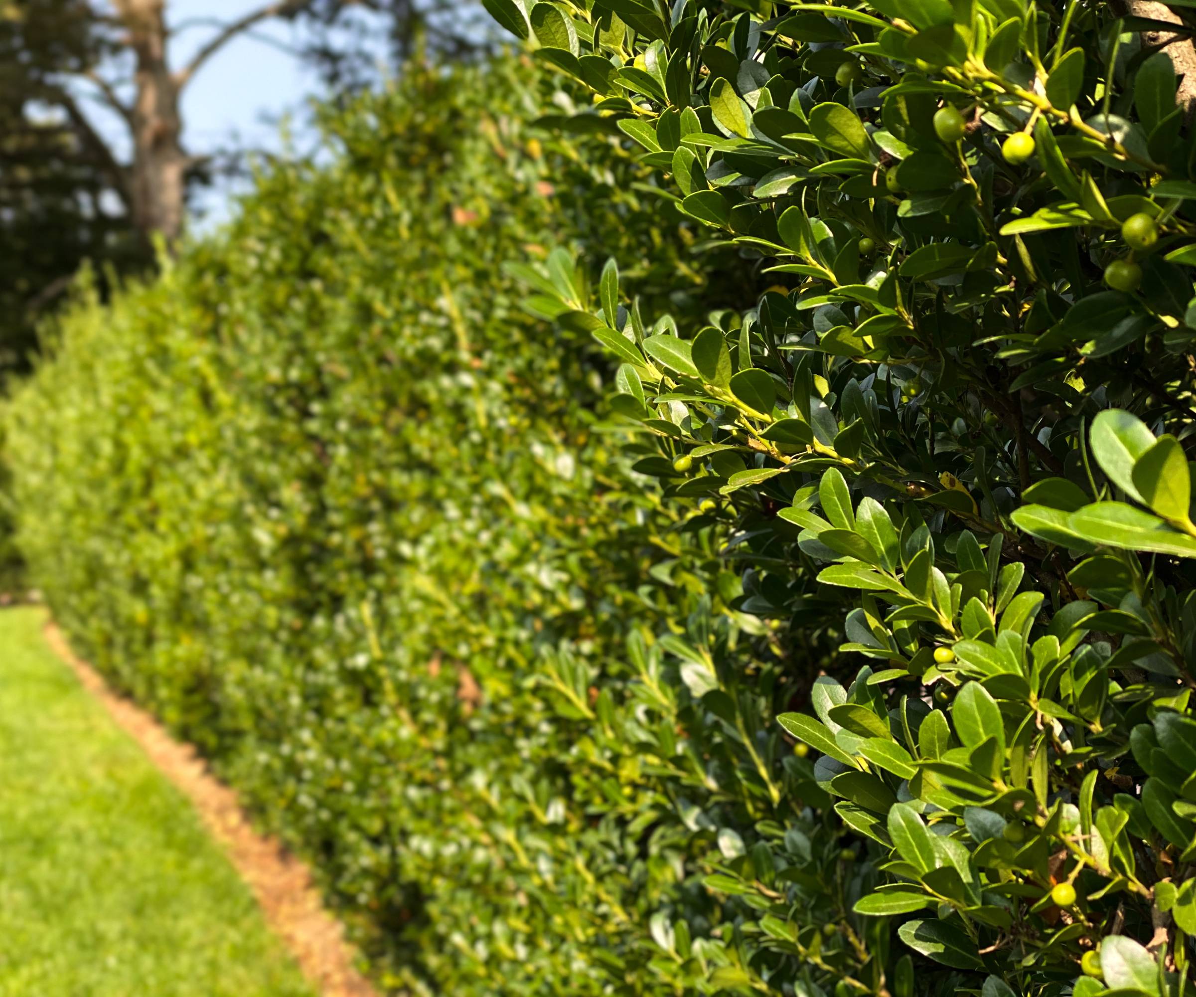 Ilex crenata or Japanese holly as a hedge