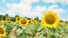 Wondering how to be happy? Get outside with sunflowers