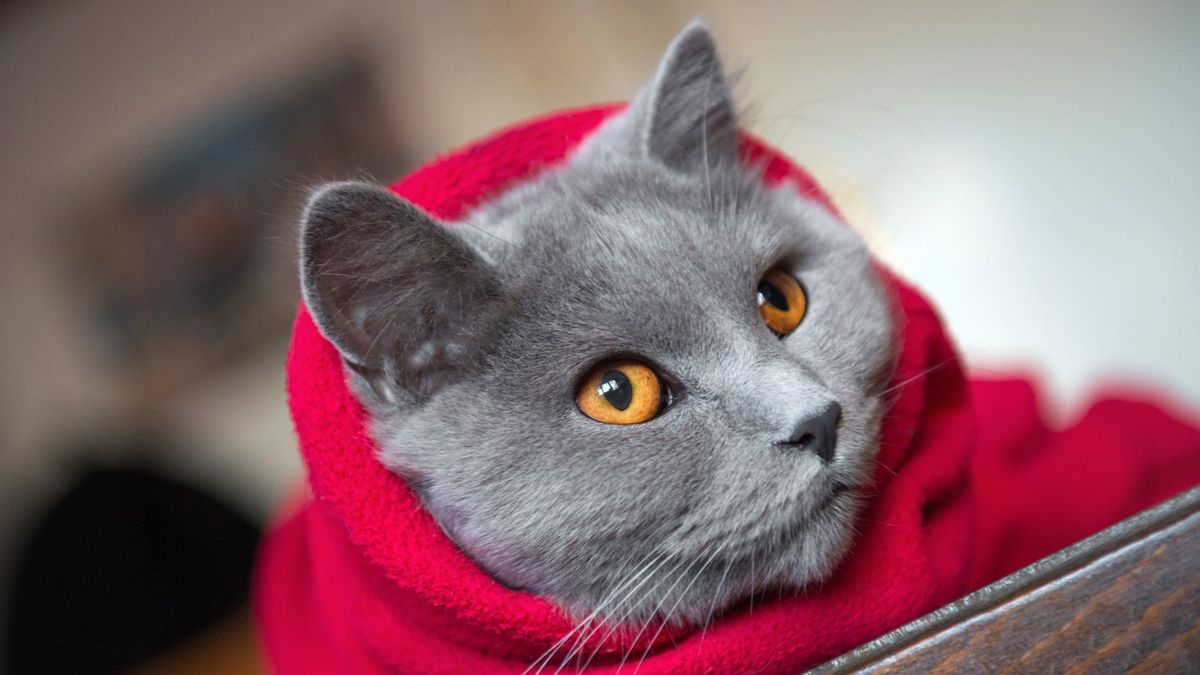 Do cats get cold? How cold is too cold for cats in winter PetsRadar