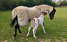 RSPCA-orphan.png