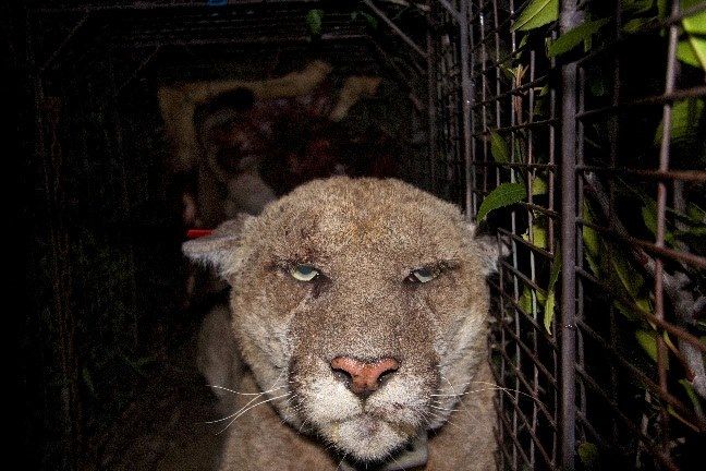 Mountain lion P-22 in late March.