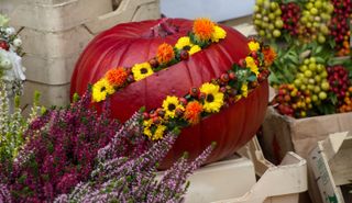 A pumpkin painted red with mums styled inside