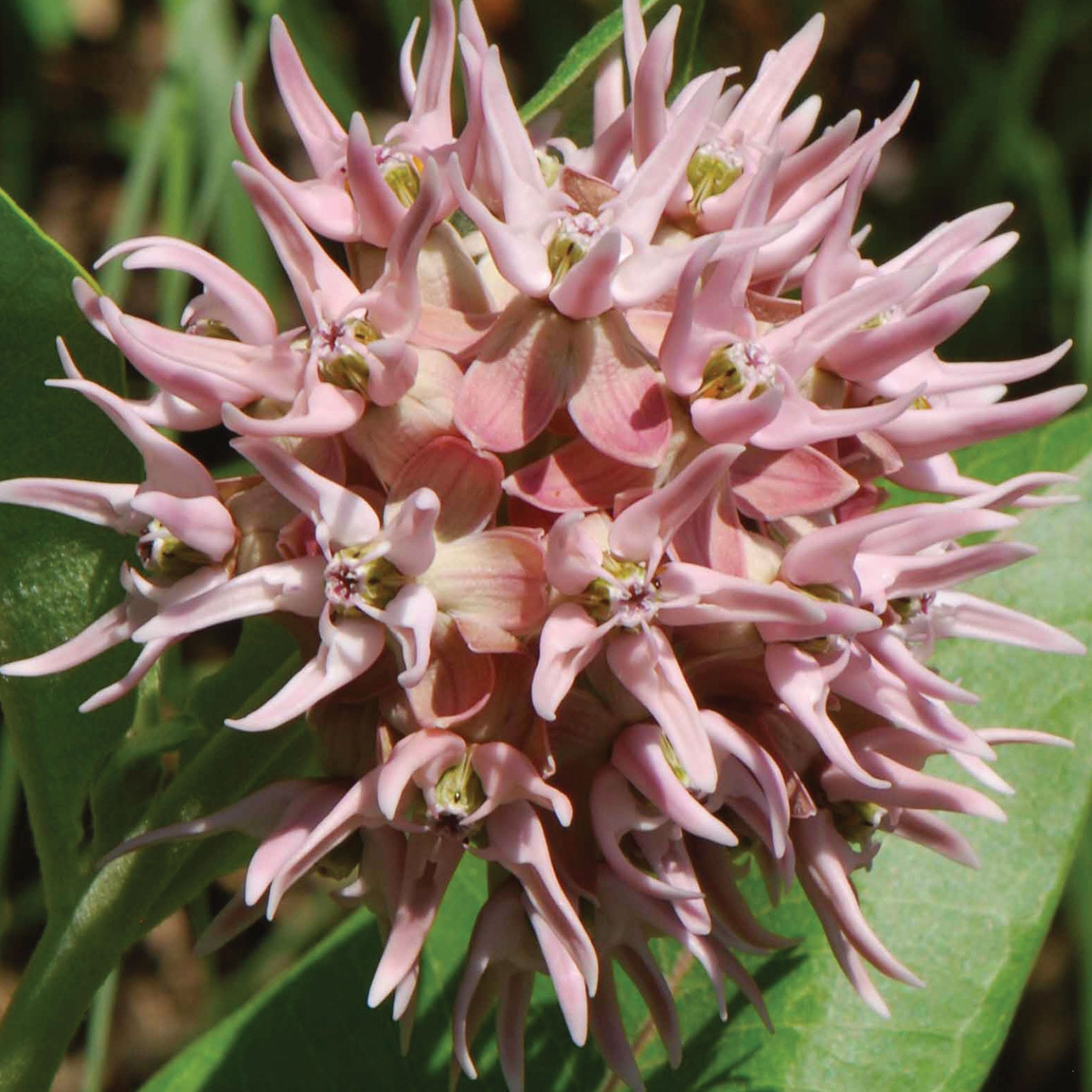 Showy Milkweed Asclepias Speciosa Seeds