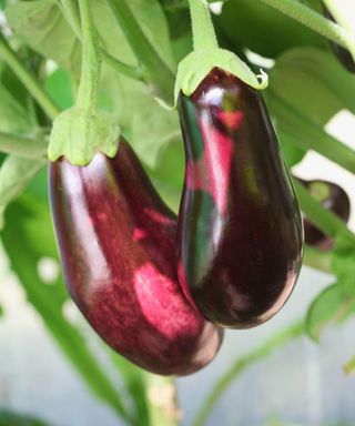 A purple eggplant on the plant
