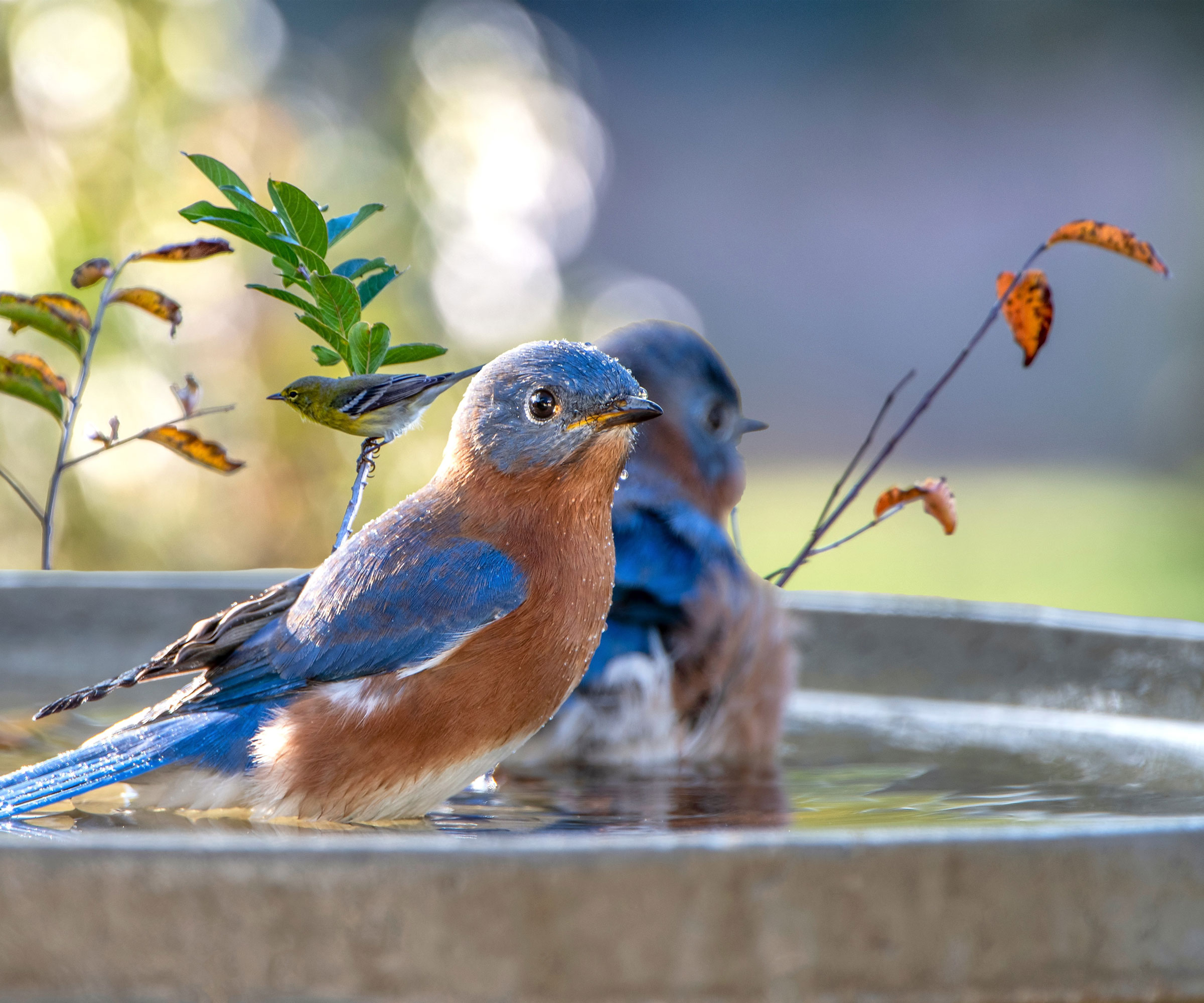 Eastern bluebirds bathing in gray blue bath