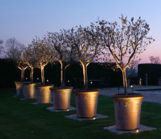 outdoor tree lighting: john cullen trees in pots