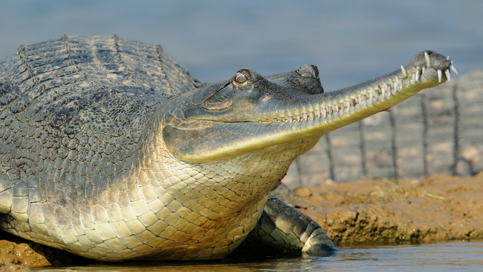 Un tip de crocodilian cu un bot lung și subțire văzut la râul Chambal din India.