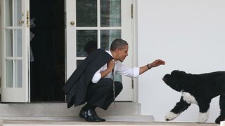 Former First Dog Bo greets Obama on the White House steps