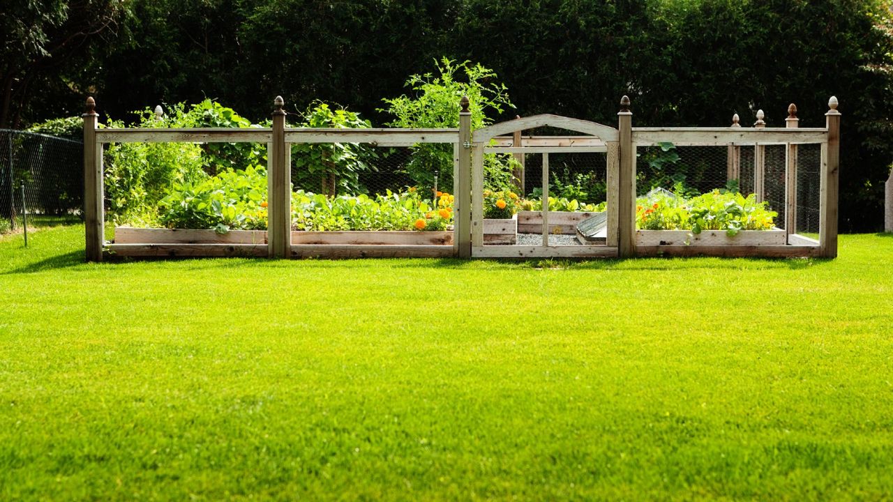 A tall fence around a vegetable garden