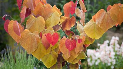 Cercis canadensis Plant ‘Eternal Flame’®