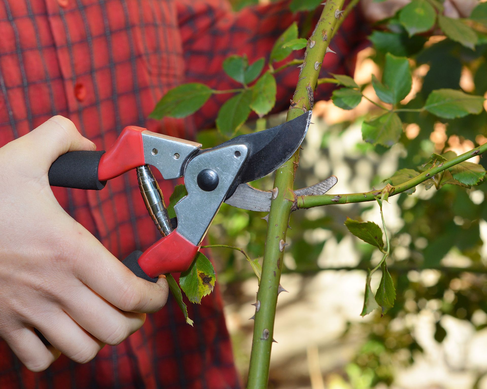 How to protect plants from wind damage in 6 simple steps Gardeningetc