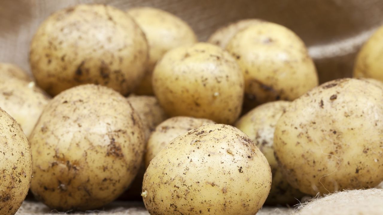 A harvest of fresh potatoes covered with soil