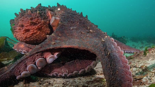 A 10m-long from arm-tip-to-arm-tip giant purple Pacific Octopus