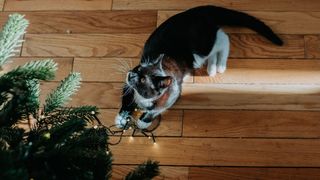 Cat playing with a cable of christmas tree lights to show considerations of how to cat proof Christmas trees