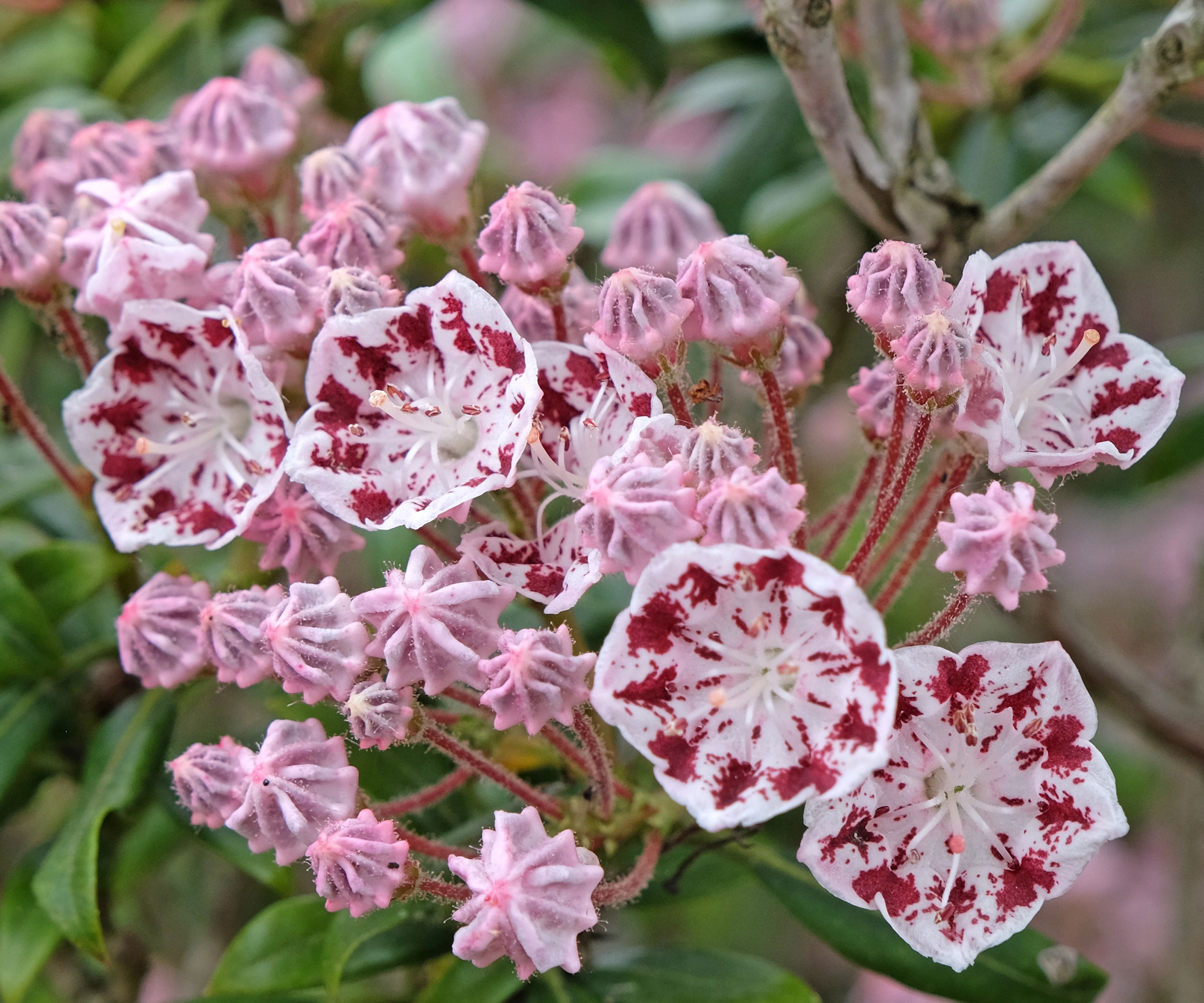 mountain laurel Ginkona with pink flowers