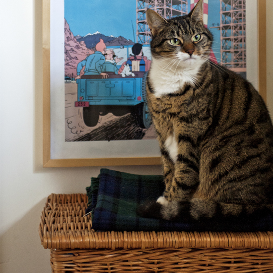 room with wooden basket grey cat and photoframe on wall