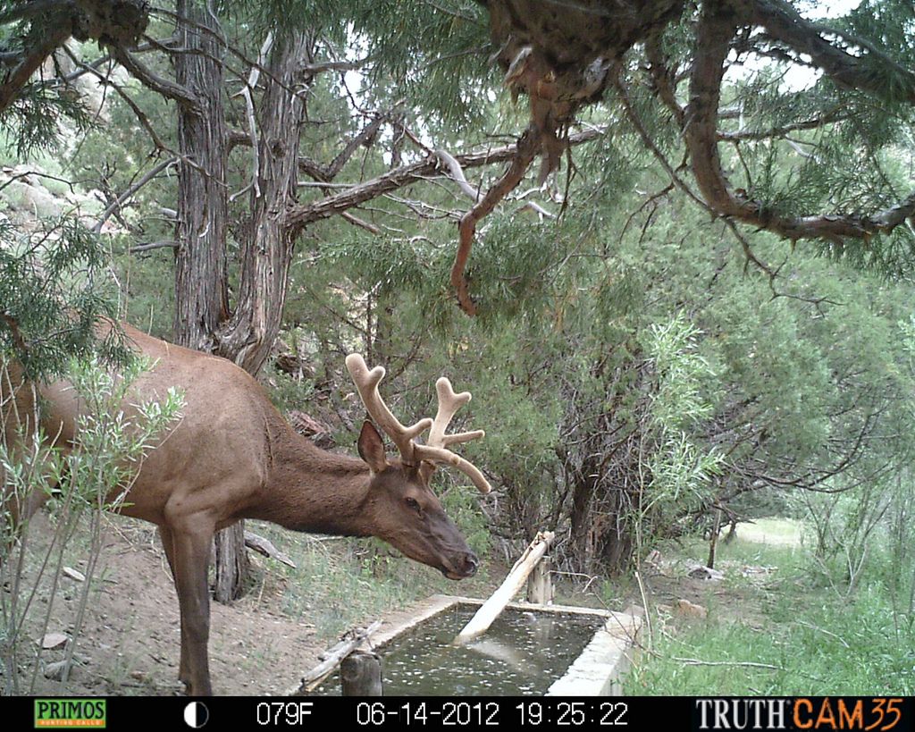 Elk at water tank