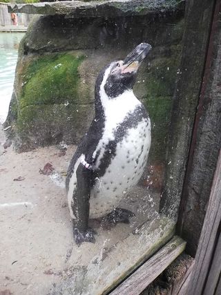 Penguin at a zoo behind glass