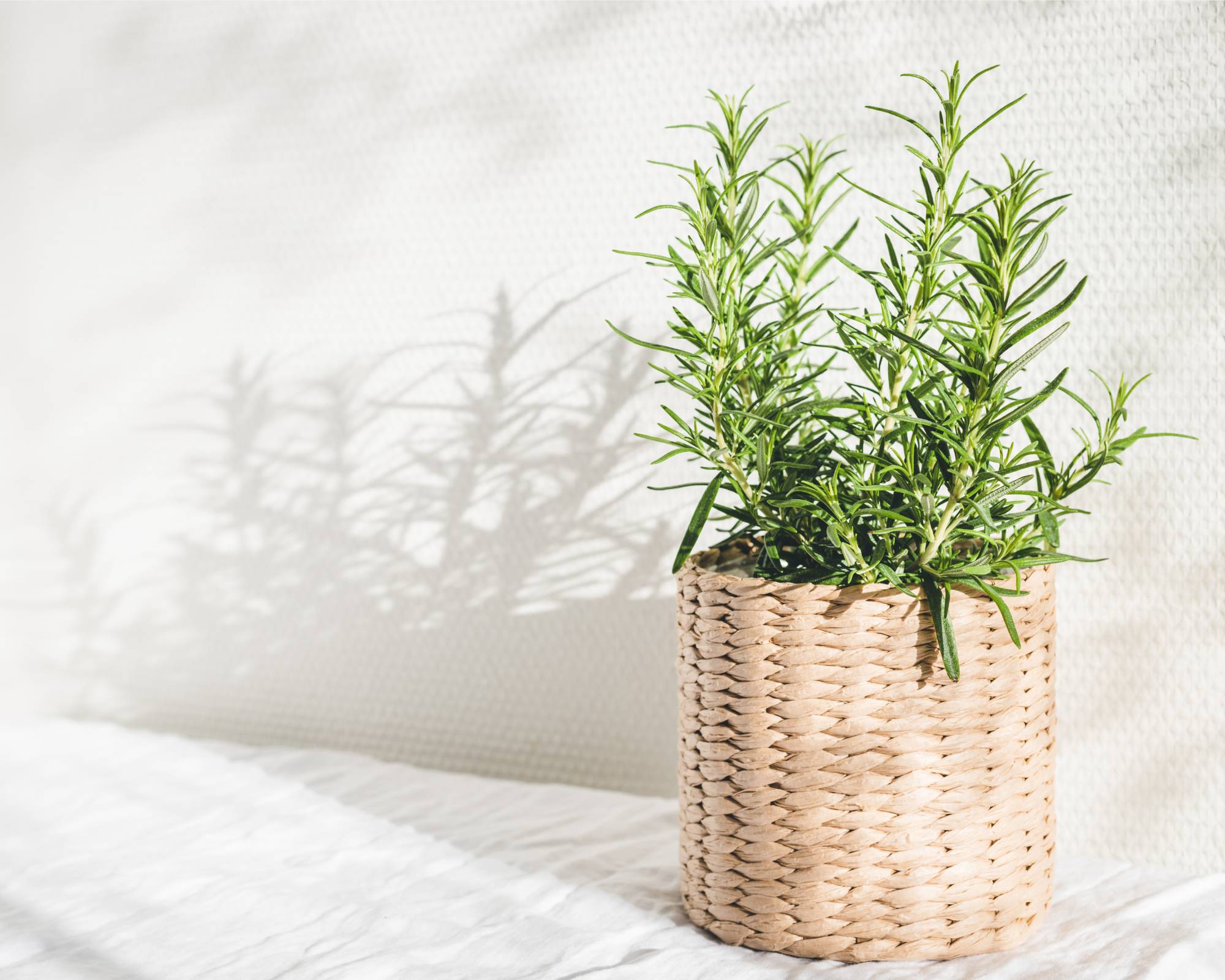 Rosemary potted houseplant indoors
