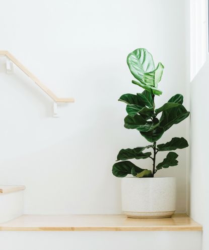 Fiddle leaf fig pruning: expert tips on how and why to do it | Homes ...