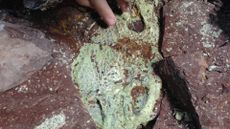 a closeup of a fossil
