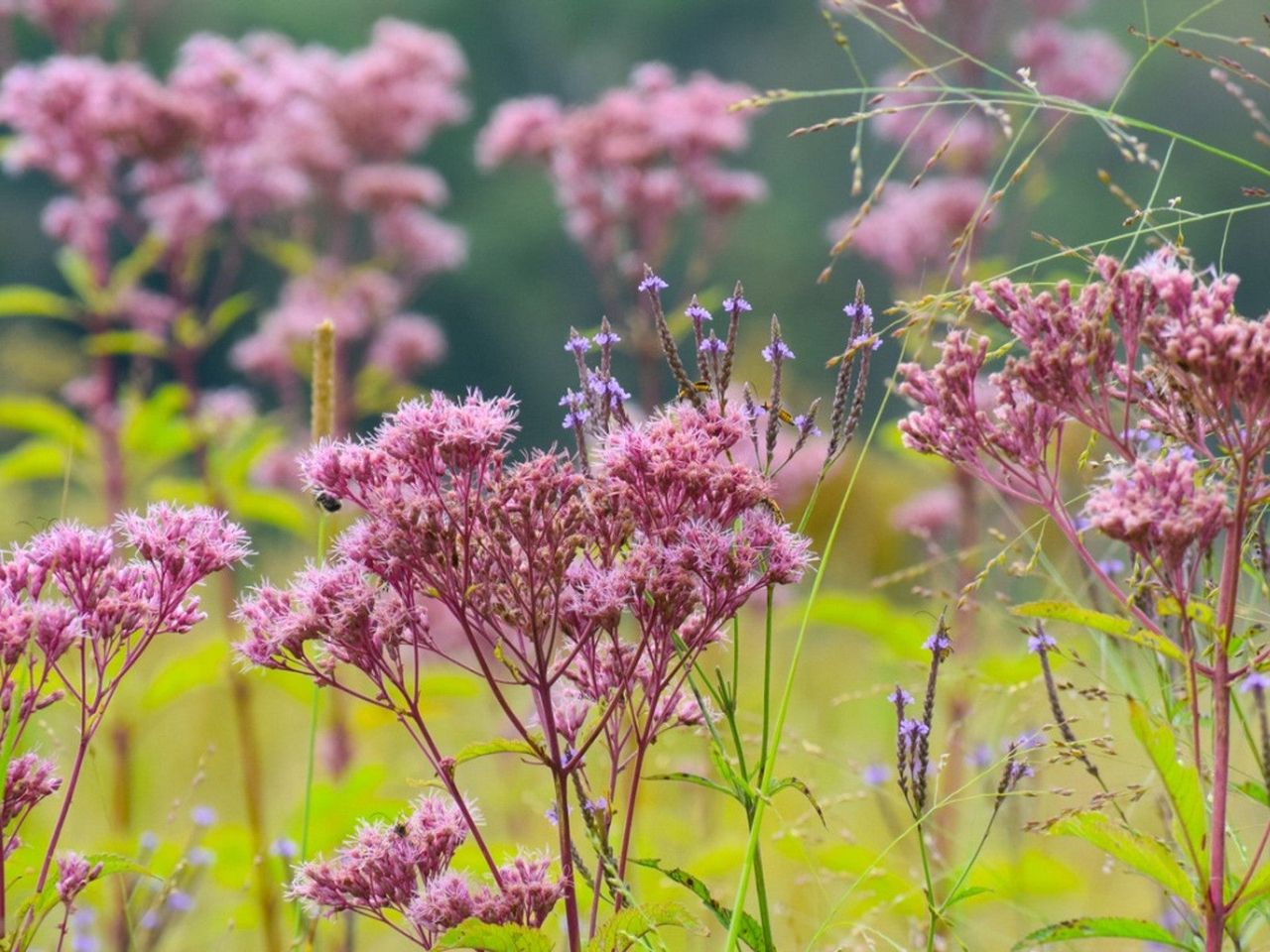 Many pink flowering Joe Pie Weed plants growing outdoors