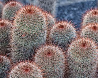Pincushion cactus (Mammillaria)