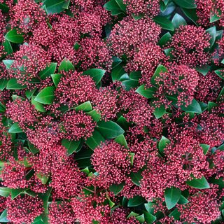 A blooming skimmia flower