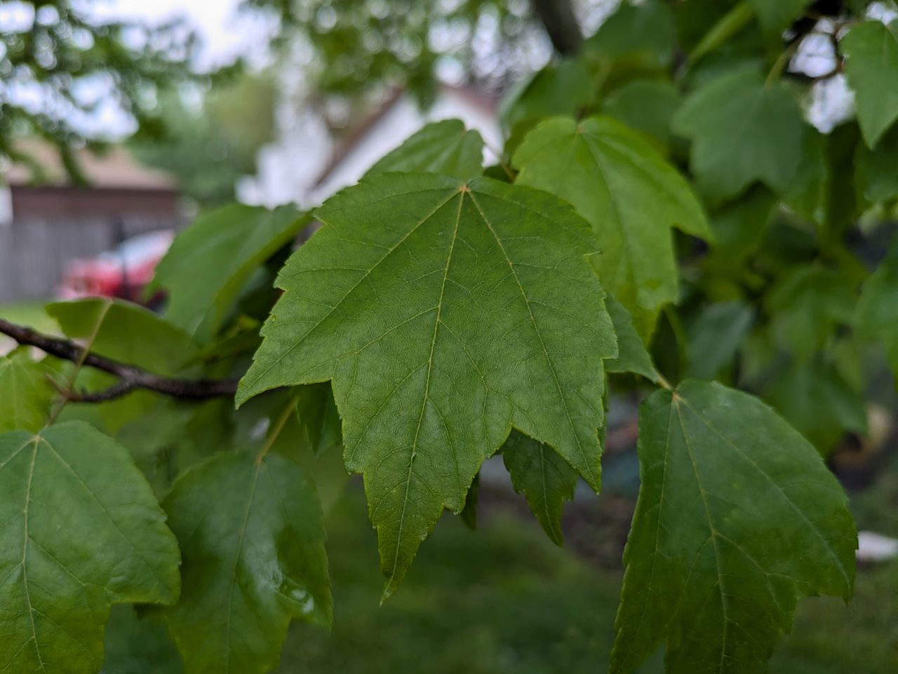 Google Pixel 8a camera sample.