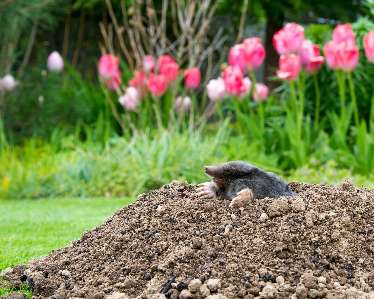How to get rid of moles in your yard 5 nonlethal ways Gardeningetc