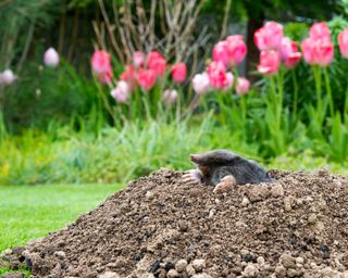mole on molehill with pink tulips
