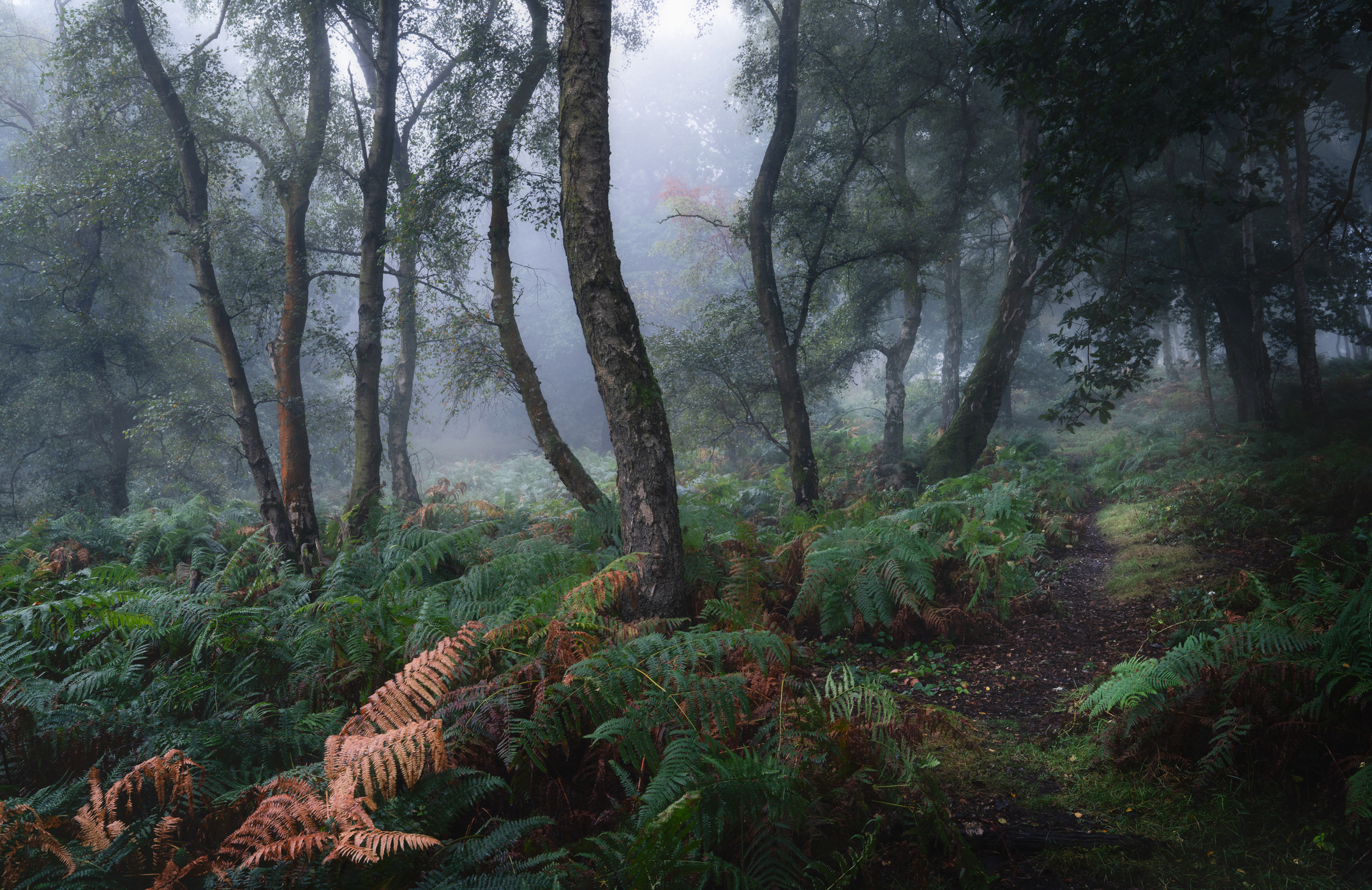 Misty forest scene with a winding path through ferns and trees, evoking a sense of mystery and natural beauty