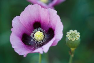 opium poppy