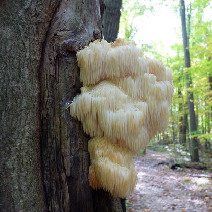 Bearded Tooth Fungus On Tree
